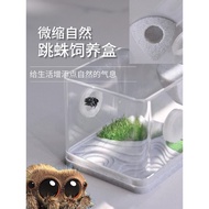 Jumping Spider Breeding Box Florida Jumping Spider Breeding Box Spider Breeding Box Buddha Jumping B
