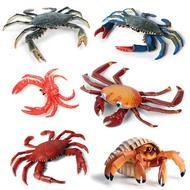 Crab model simulation sea life hermit crab Crab King Sally portunid animal toys for children Gift/mo