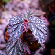 Begonia Hairy Spots [RARE Plant]