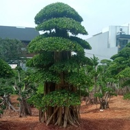 tanaman hias bonsai elegan super