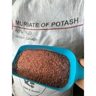 BAJA Paksa Buah Lebat / pupuk KCL - MOP 60%K2O 1kg (repack) ORIGINAL