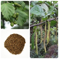 Gangnam Timber Seeds Sichuan Timber Seeds Red Timber Seeds Medium Grass Seeds Sichuan Timber Seeds 2