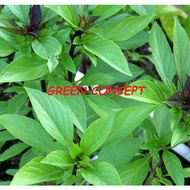 BASIL SEED - ITALIAN LARGE LEAF SEEDS / THAI BASIL SEEDS - 50PCS