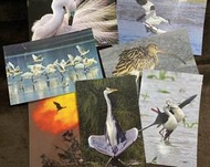 【曬書閣】 台江漁樂園 台南 台江內海 鳥類 黑面琵鷺 蒼鷺 明信片 共7張
