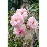 KERATAN BUNGA ROSE KAMPUNG PINK WANGI • 3 KERATAN BATANG•