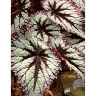 🔥🔥Begonia Rex Mix Color🔥🔥