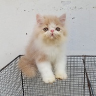 kucing peaknose krem putih