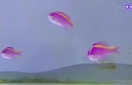 Ikan Hias Air Laut Anthias Bibir Merah