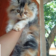 kitten kucing persia calico