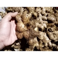 MERAH Ginger kitchen spices bulk ginger herbal ginger 1kg mixed ginger sparrow ginger red ginger ele