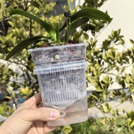 Phalaenopsis Set Breathable Nourishing Root Control Semi-Hydroponic Water-Free Square Flowerpot Inne