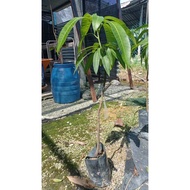 Anak Pokok Mangga Erwin dalam polibeg