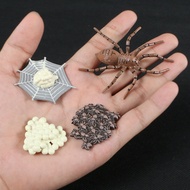 Chicken Spider Butterfly Growth Cycle Insect Animals Life Cycle Figurine Action Figures Growth Cycle