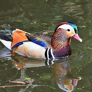 telur bebek hias Mandarin duck