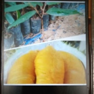 Anak Pokok Durian Duri Hitam Kahwin