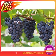 3 Pcs Seed Sweet Grape Vitis Vinifera Fruit Plant Biji Anggur Manis Ready Stock Sarawak