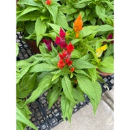 Celosia Mini real live plant free organic fertilizer 0.5kg and organic soil 3kg