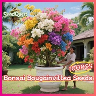100pcs/pack Mixed Bonsai Bougainvillea Seeds for Planting and Gardening Legit Bougainvillea Plants S