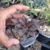 Euphorbia (tulearensis x francoisii) x tulearensis maroon