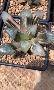 克錦(多肉植物，塊根植物，球根植物，龍舌蘭，大型多肉植物，仙人掌，仙人球，仙人頭，石化，綴，菊水，海鮮，草球，牡丹，玉露，室內外，戶外，夠光)