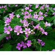 種籽 花種籽 花卉種籽 【蔬菜花卉之家】紅花酢漿草種子 白三葉草種子 紅三葉草種子 草坪種子 牧草花卉籽