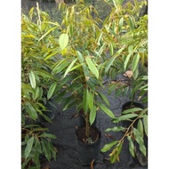 Pokok Durian Tekka ,ioi,d24 4 Kaki