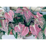 Caladium / Keladi Thai Beauty