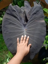 บอนดำ Colocasia back magic จัดส่งเป็นต้นไหลตัดสด