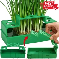 [Fast Delivery] Root Vegetable Nursey Tray - Scallion Hydroponic Planter - Soilless Cilantro Growing