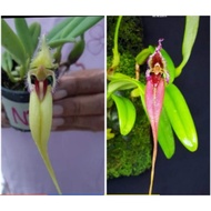 Bulbophyllum fascinator. Orkid hutan orkid species