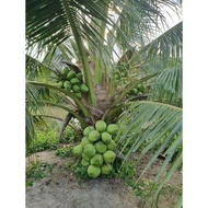 TERBAIK bibit kelapa hibrida // kelapa hibrida hijau super