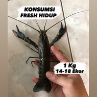 Lobster Air Tawar Konsumsi Hidup (Large)