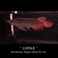 ikan Arwana Super Red ( 25 )cm