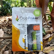 Paket 10g APOLLO AP11 Biji Benih Asparagus Selected Asparagus Seeds Crop Power Ready Stock.