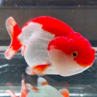 Ikan Mas Koki Ranchu (Size XL 11-15 Cm) / Ikan Hias / Bibit Ikan