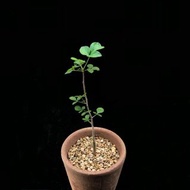 SG2546-瑪哈橄欖/瑪哈法利沒藥🔥多肉植物小盆栽禮物🔥