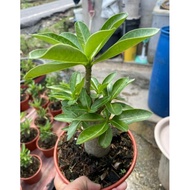 POKOK KEMBOJA BERBUNGA | POKOK HIDUP