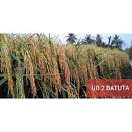 New Benih Bibit Padi Unggul UB2 Batuta Asli Aceh Berkualitas