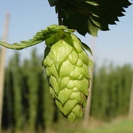 Imatton hops pellet home brew beer citra brewing bar