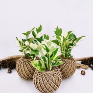 白金葛苔球│板植│室內植物│窗邊植物│觀葉植物