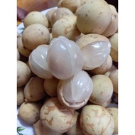 Anak Pokok Duku Langsat Manis /Duku Langsat Terengganu Buah Manis