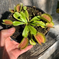 GPS Green Plant Society Live Carnivorous Plant Venus Flytrap Dionaea Muscipula 捕蝇草