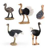 Children Cognitive Birds Animal Models Simulation Ostrich Australian Ostrich Cubs Birds Farm Decorat