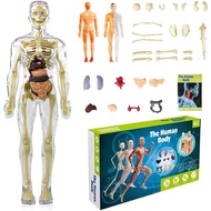 3D Human Body Anatomy Model Educational Learning Toys, 3D Human Body Torso Model for Kid Anatomy Mod
