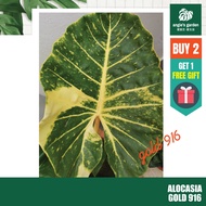 【Ready Stock】Alocasia Gold 916 Baby Plant / Anak Keladi Emas 916