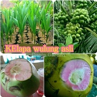 Bibit Kelapa wulung asli genjah