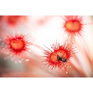 [Bunface Potato Carnivorous Plants] Drosera Paradoxa- Sundews