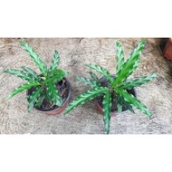 ❁Velvet calathea / Calathea rufibarba blue grass / Goeppertia rufibarba Blue Grass