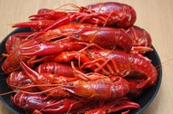 Tôm hùm đất/ tôm Crawfish nhập khẩu bịch 2.5kg(giao HỎA TỐC)