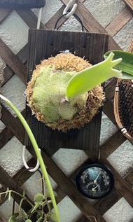 爪哇鹿角蕨 連板(Platycerium willinckii)